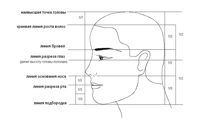 пропорции головы в профиль