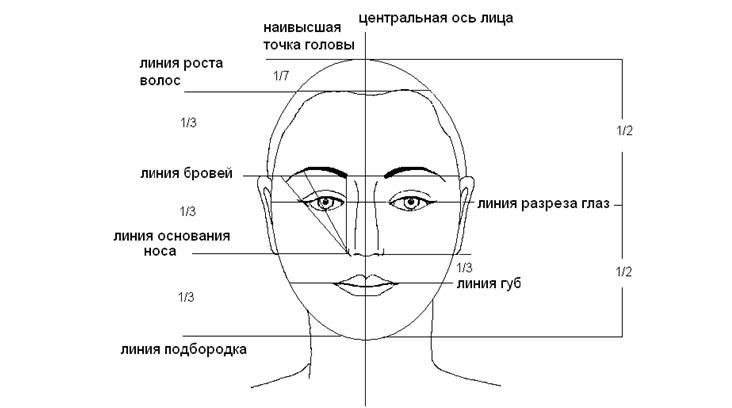 Пропорции головы в фас